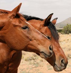 two favorite horses