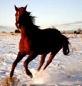 Illy the wonderhorse, running in the snow