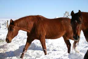 horses in snow